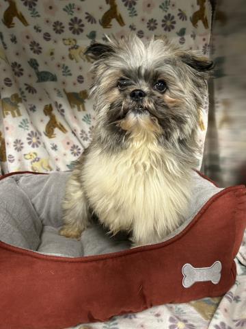 Enlarge PETEY, a Adoptable mixed breed in Clinton Township, MI image 1/1