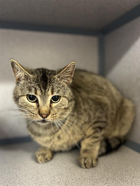 OWEN, Adoptable, Young Male Domestic Short Hair.