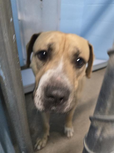 Enlarge PINTO, a Adoptable mixed breed in Killeen, TX image 1/1