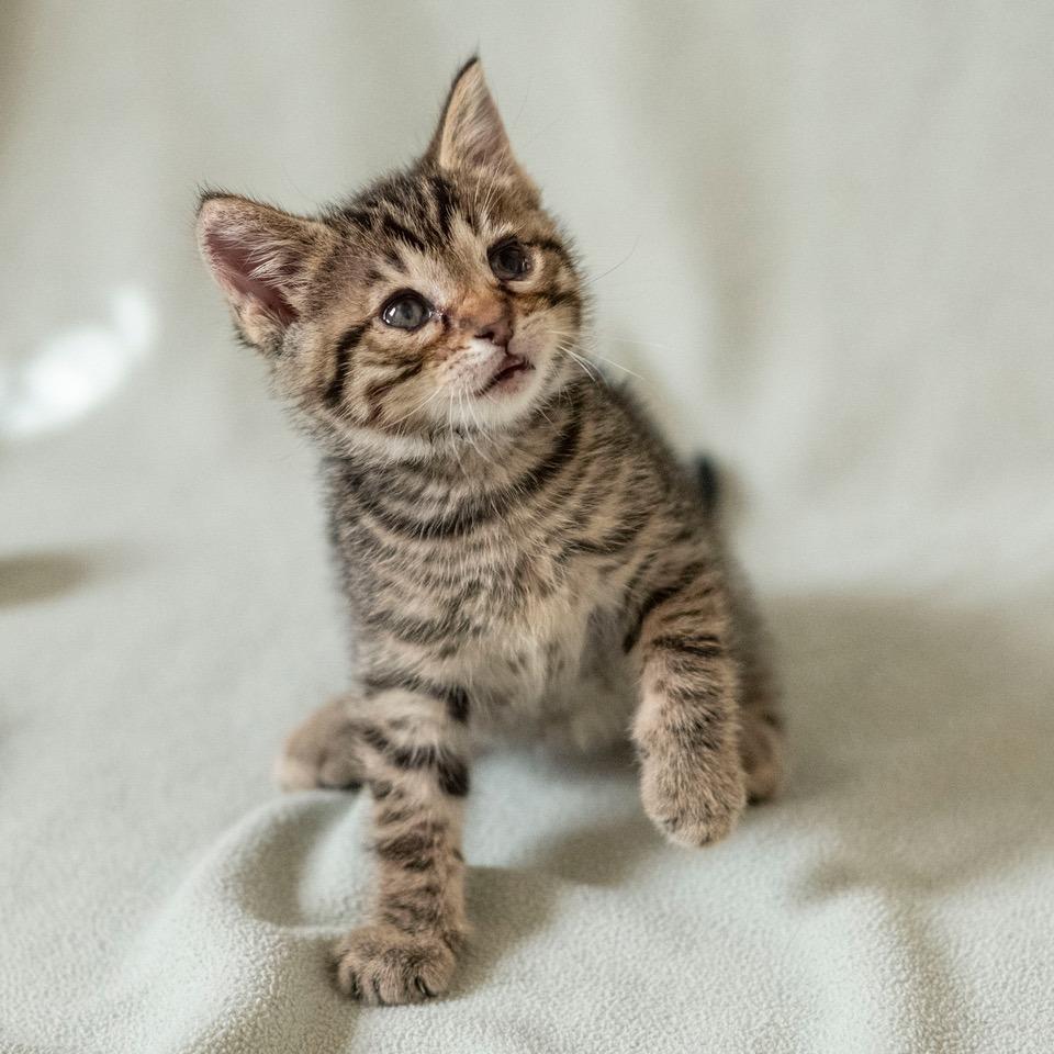 Enlarge Bearcat, a Adoptable Domestic Short Hair in Las Cruces, NM image 1/4