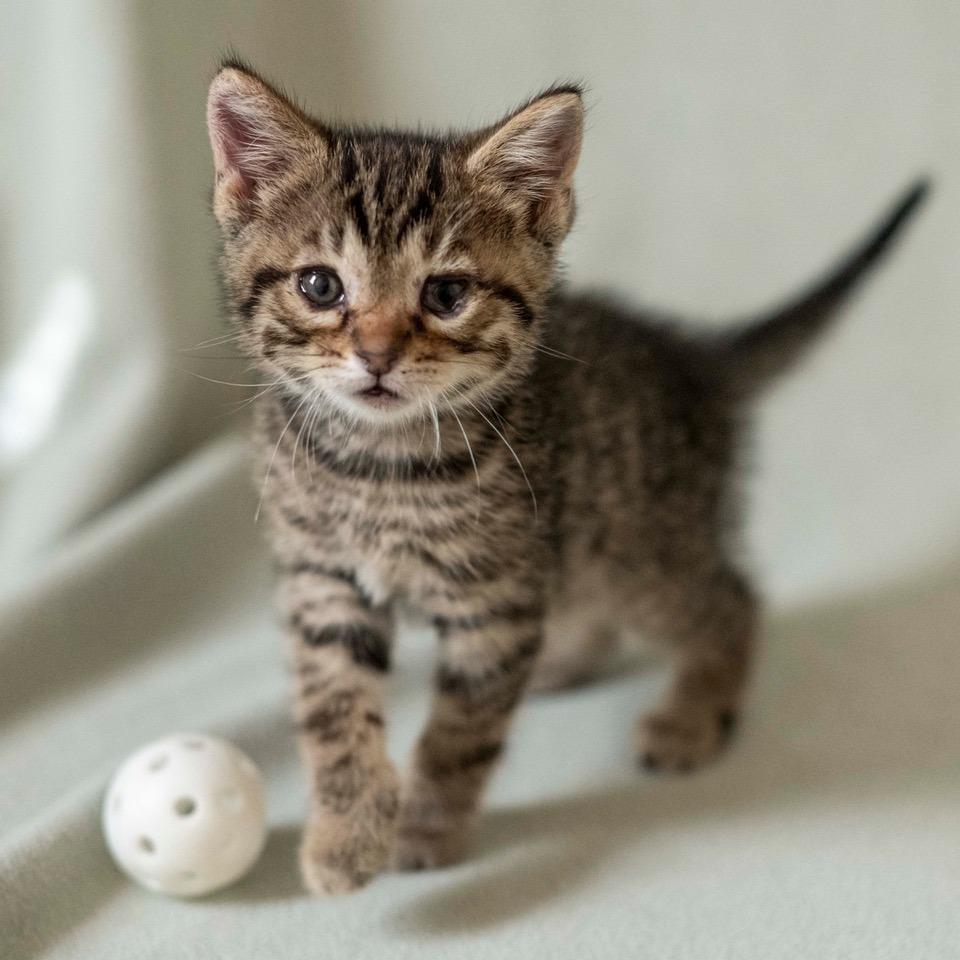 Enlarge Bearcat, a Adoptable Domestic Short Hair in Las Cruces, NM image 2/4