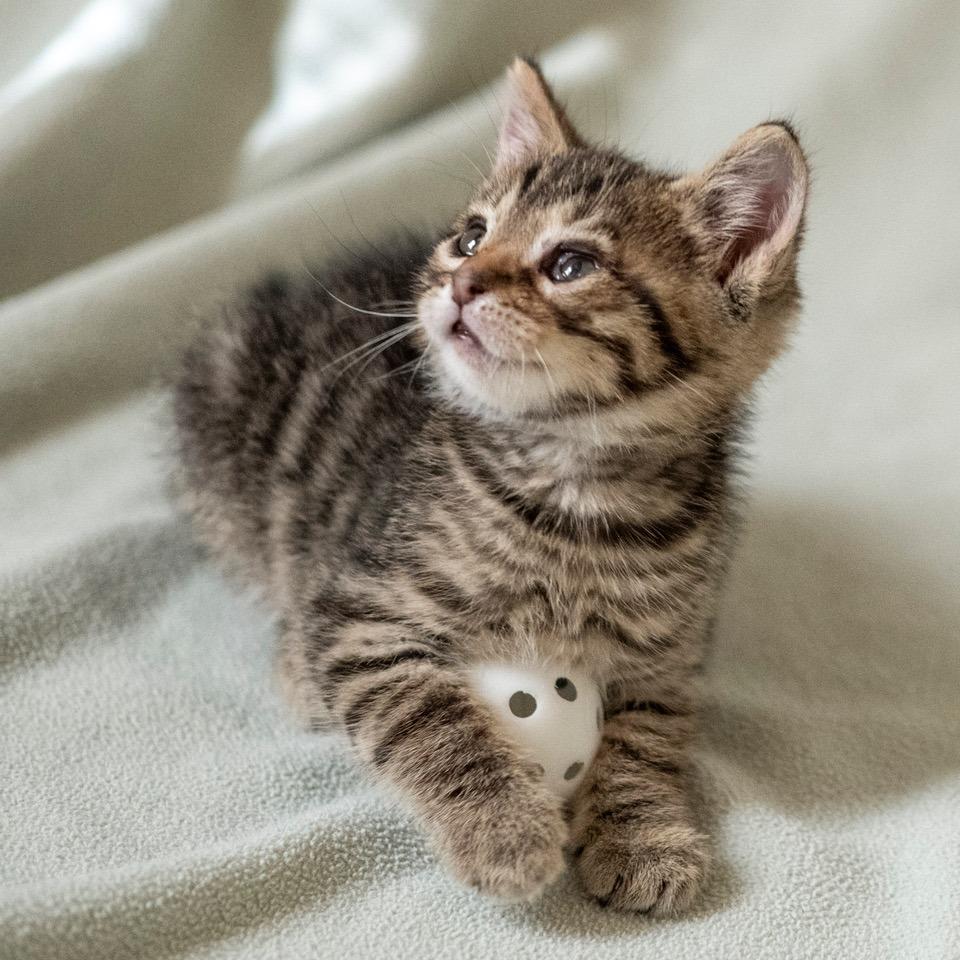 Enlarge Bearcat, a Adoptable Domestic Short Hair in Las Cruces, NM image 3/4
