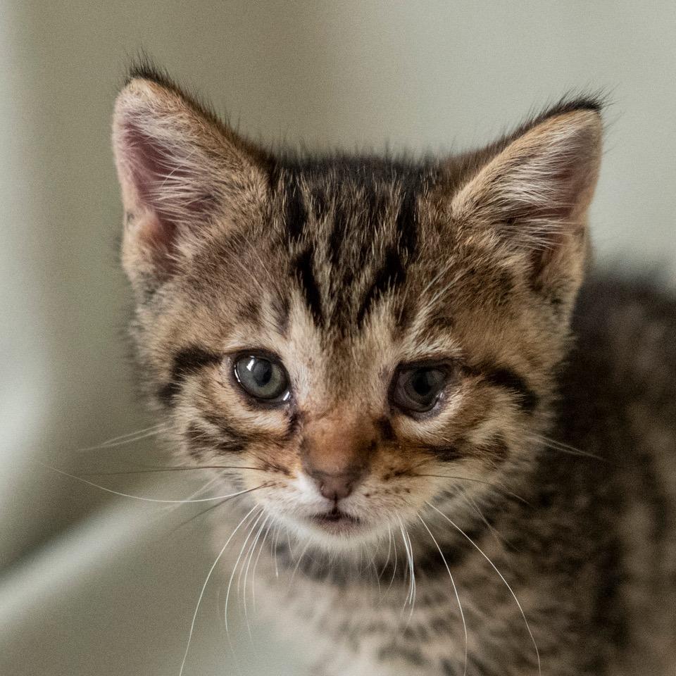 Enlarge Bearcat, a Adoptable Domestic Short Hair in Las Cruces, NM image 4/4