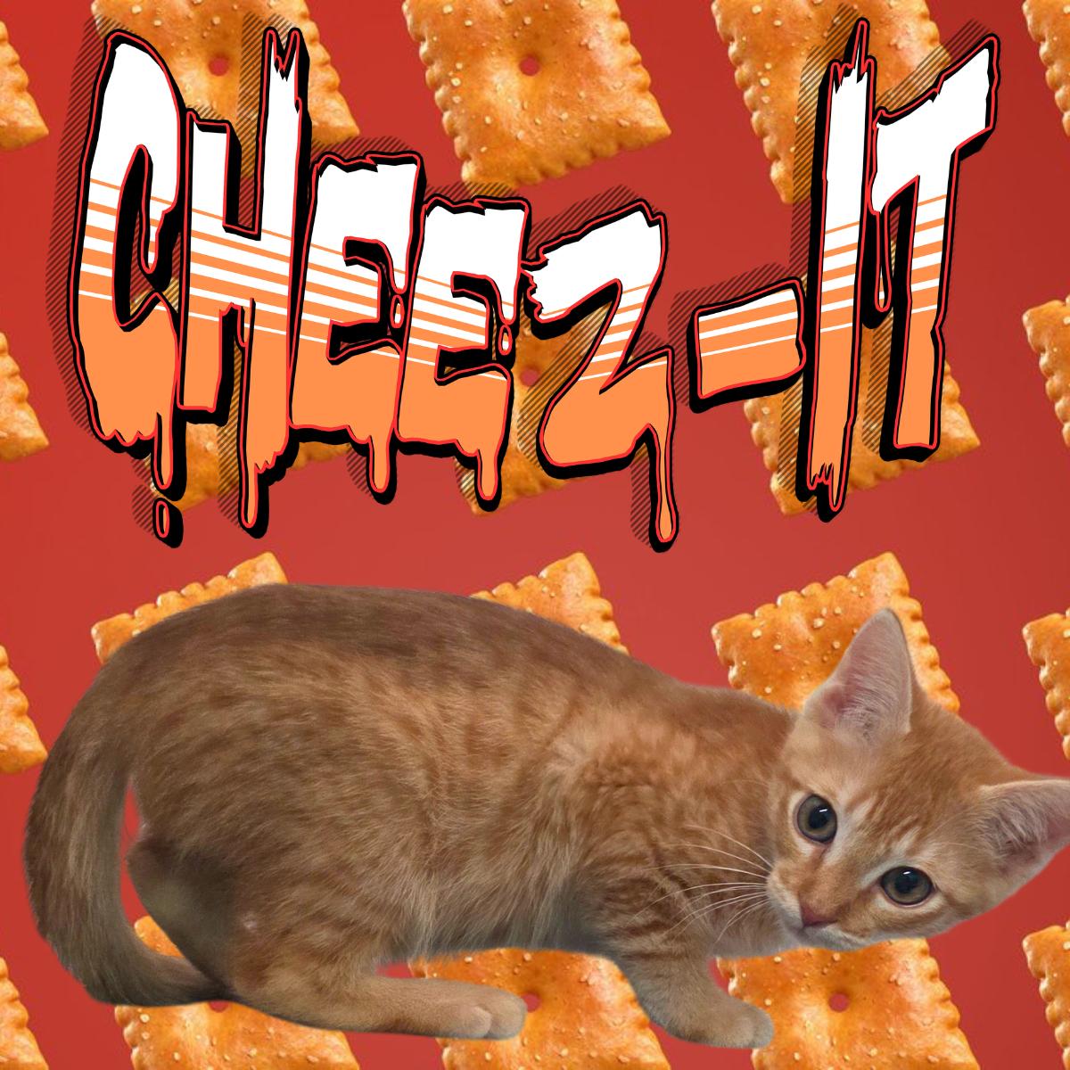 Cheez-it, ADOPTABLE, Young Male Domestic Short Hair.