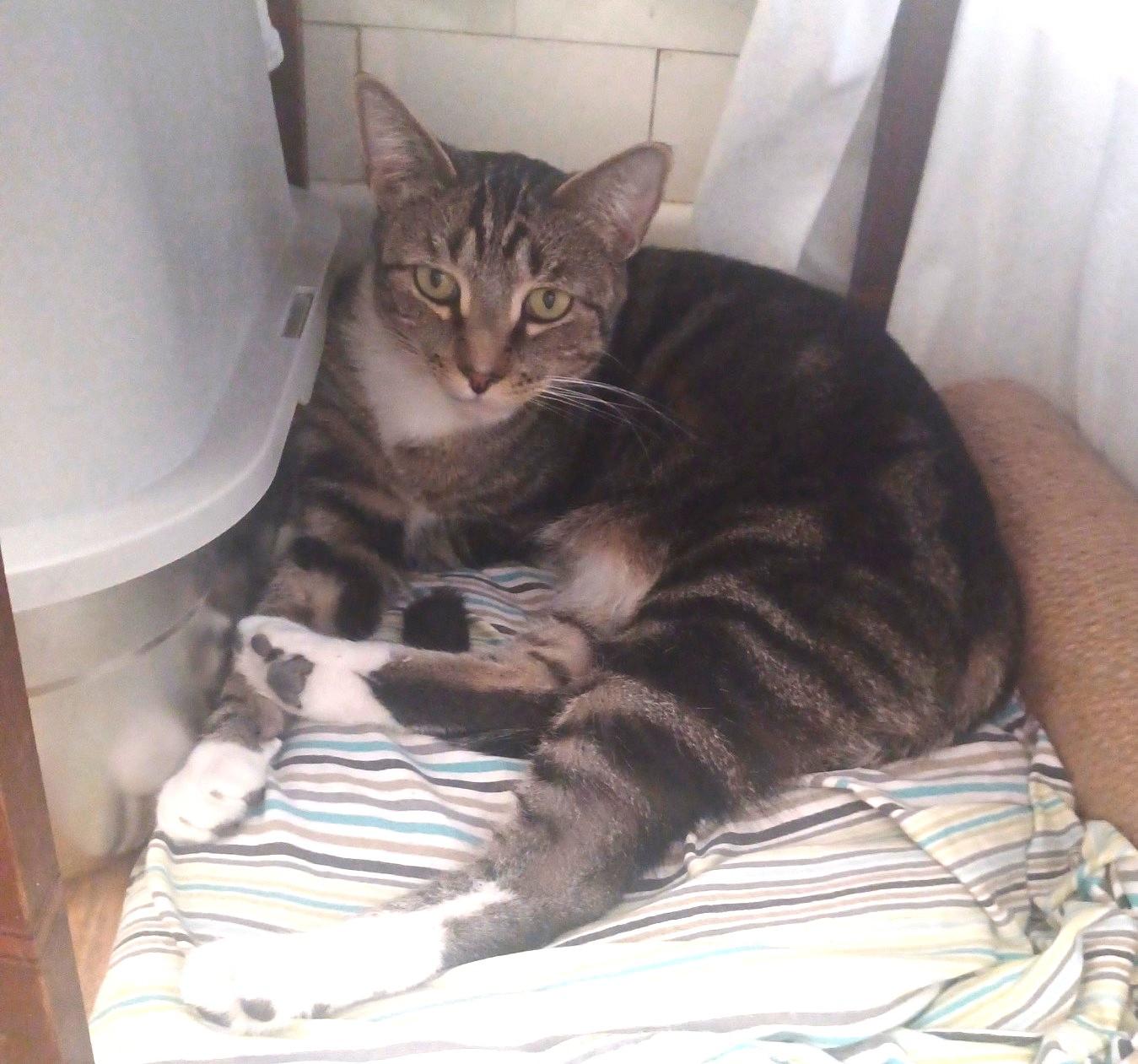 Enlarge Meko, a ADOPTABLE Tabby in Closter, NJ image 2/3