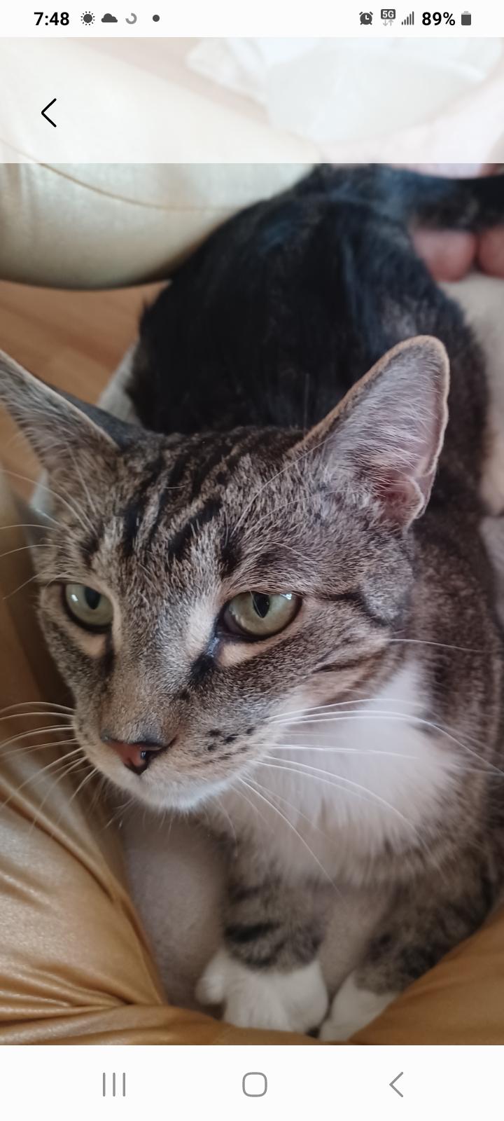 Enlarge Meko, a ADOPTABLE Tabby in Closter, NJ image 1/3