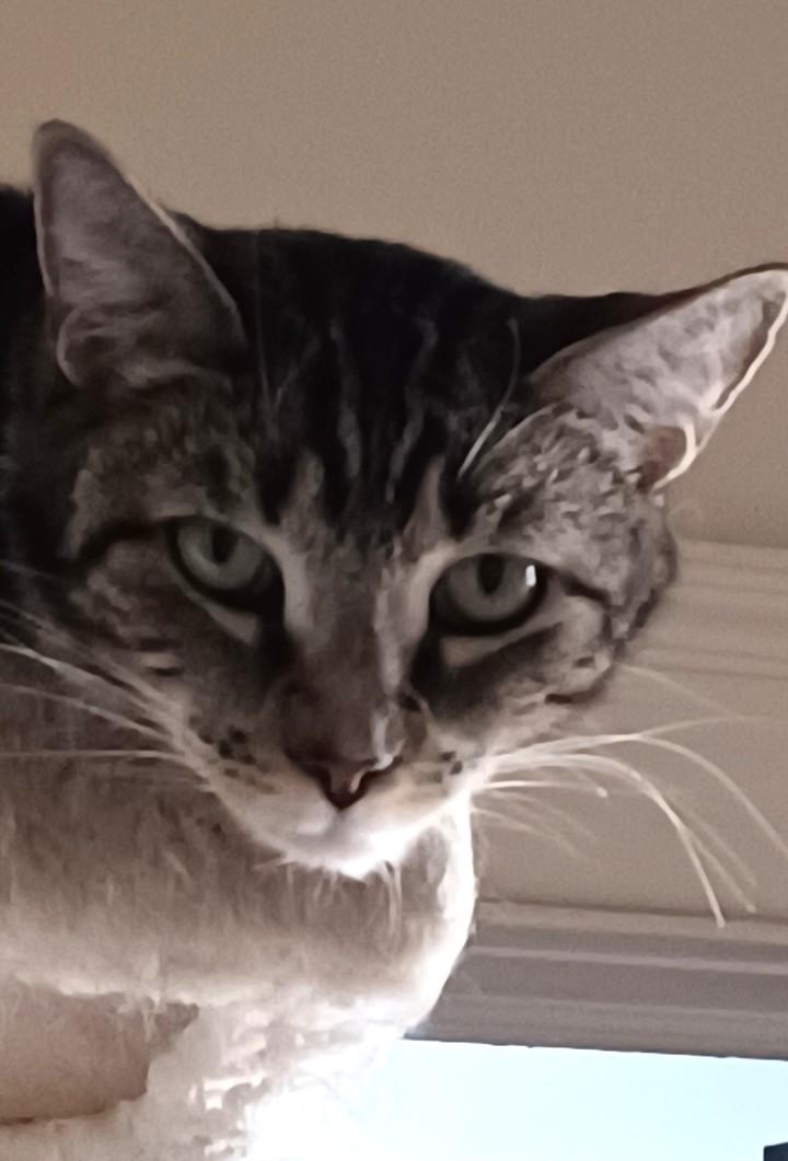 Enlarge Meko, a ADOPTABLE Tabby in Closter, NJ image 3/3