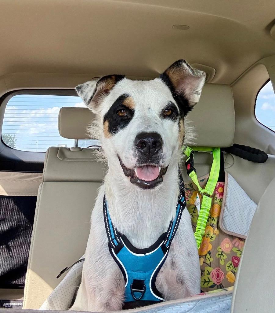 Skylar, Adoptable, Young Female Cattle Dog.