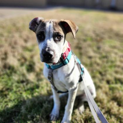 Joey, Adoptable, Puppy Male Mixed Breed & Mixed Breed.
