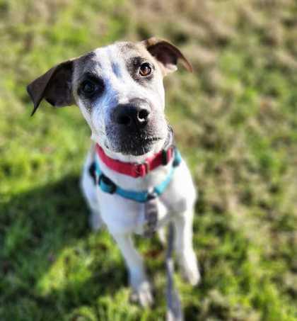 Enlarge Joey, a Adoptable mixed breed in Carrollton, TX image 2/3