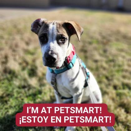 Enlarge Joey, a Adoptable mixed breed in Carrollton, TX image 3/3