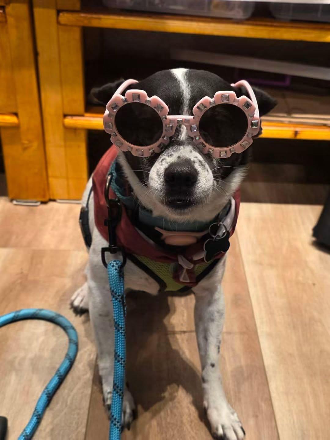 Layla, Adoptable, Senior Female Chihuahua.