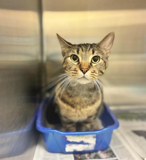 Enlarge Cinnamon Toast Crunch, a Adoptable Domestic Short Hair in Cicero, IL image 2/3