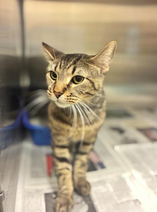 Enlarge Cinnamon Toast Crunch, a Adoptable Domestic Short Hair in Cicero, IL image 3/3