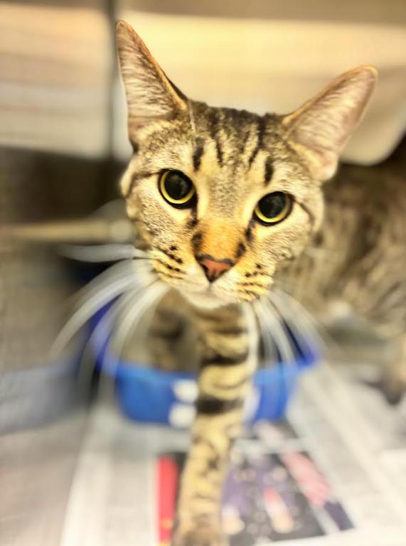 Cinnamon Toast Crunch, ADOPTABLE, Adult Male Domestic Short Hair.