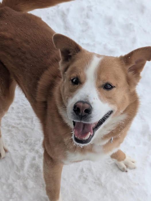 Enlarge Roper, a ADOPTABLE mixed breed in Bellaire, MI image 1/1