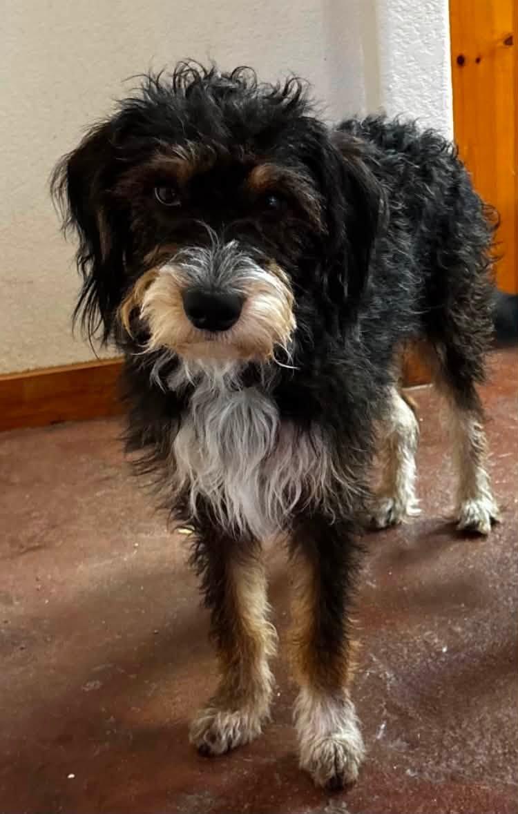 Enlarge Hudson, a Adopted mixed breed in Winsted, CT image 3/5