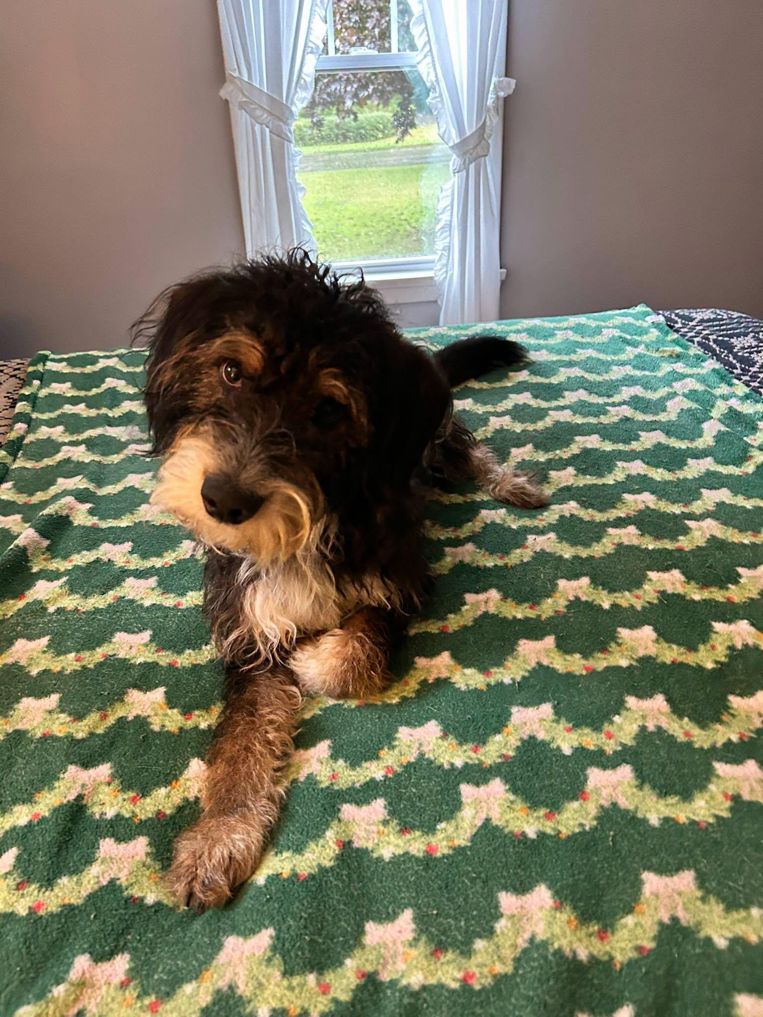 Enlarge Hudson, a Adopted mixed breed in Winsted, CT image 5/5
