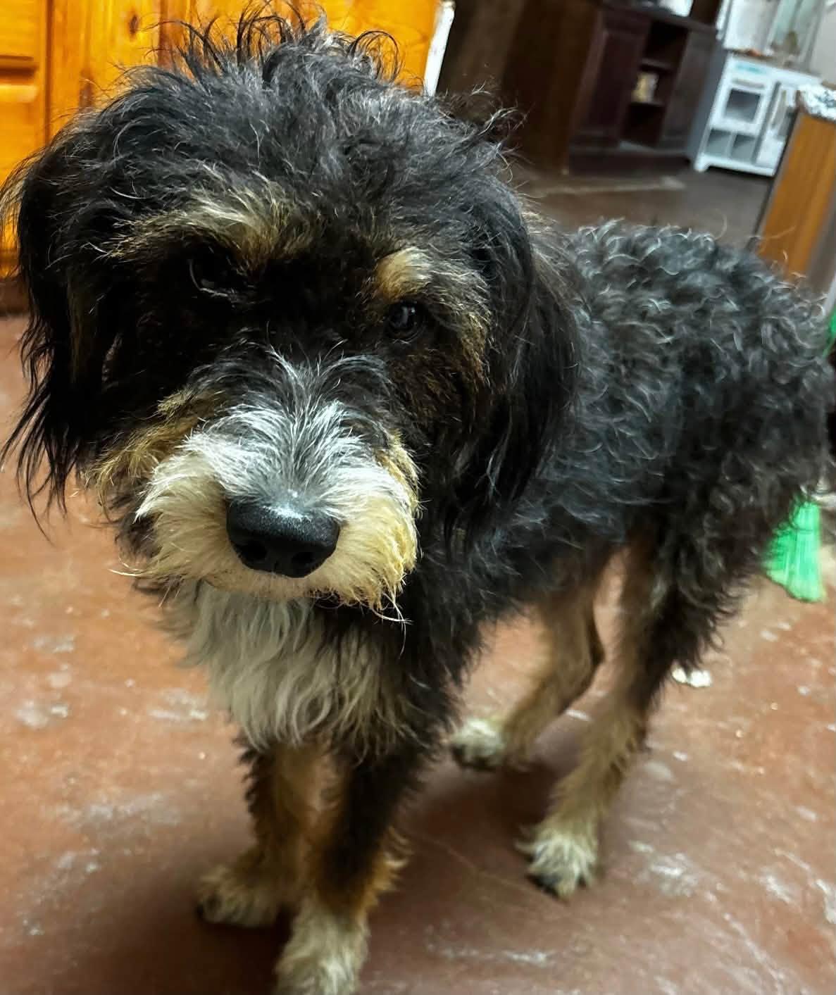 Enlarge Hudson, a Adopted mixed breed in Winsted, CT image 2/5