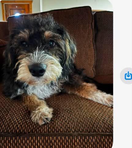 Hudson, Adopted, Young Male Australian Cattle Dog / Blue Heeler & Goldendoodle.