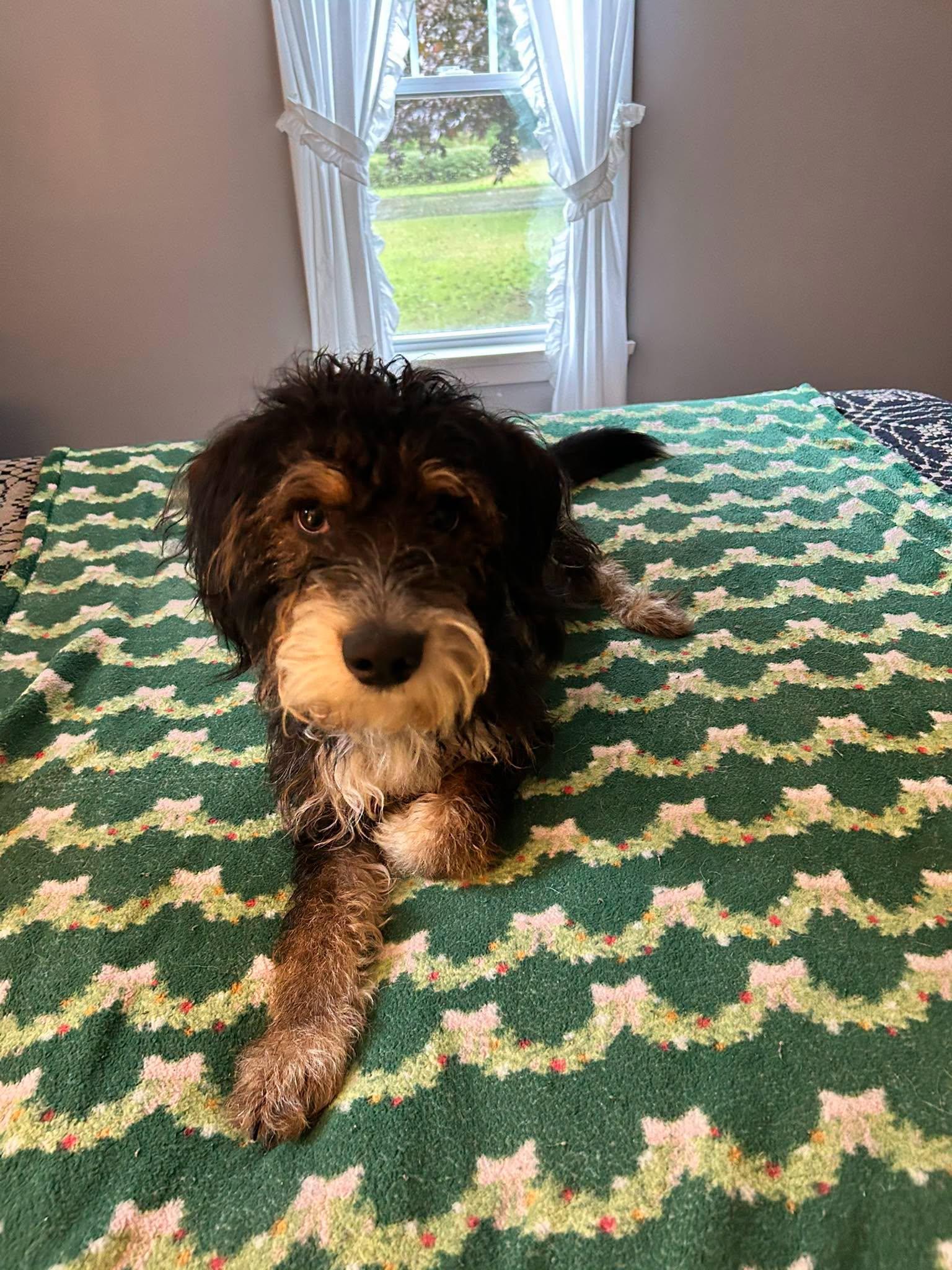 Enlarge Hudson, a Adopted mixed breed in Winsted, CT image 4/5