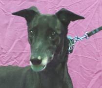 Enlarge Dixie, a Adopted Greyhound in Douglasville, GA image 1/2