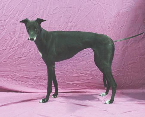Enlarge Dixie, a Adopted Greyhound in Douglasville, GA image 2/2