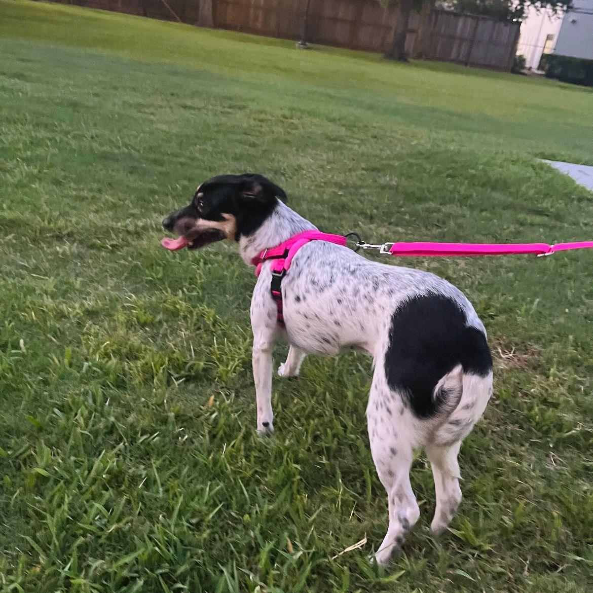 Enlarge Hailey, a Adoptable mixed breed in Missoula, MT image 6/6