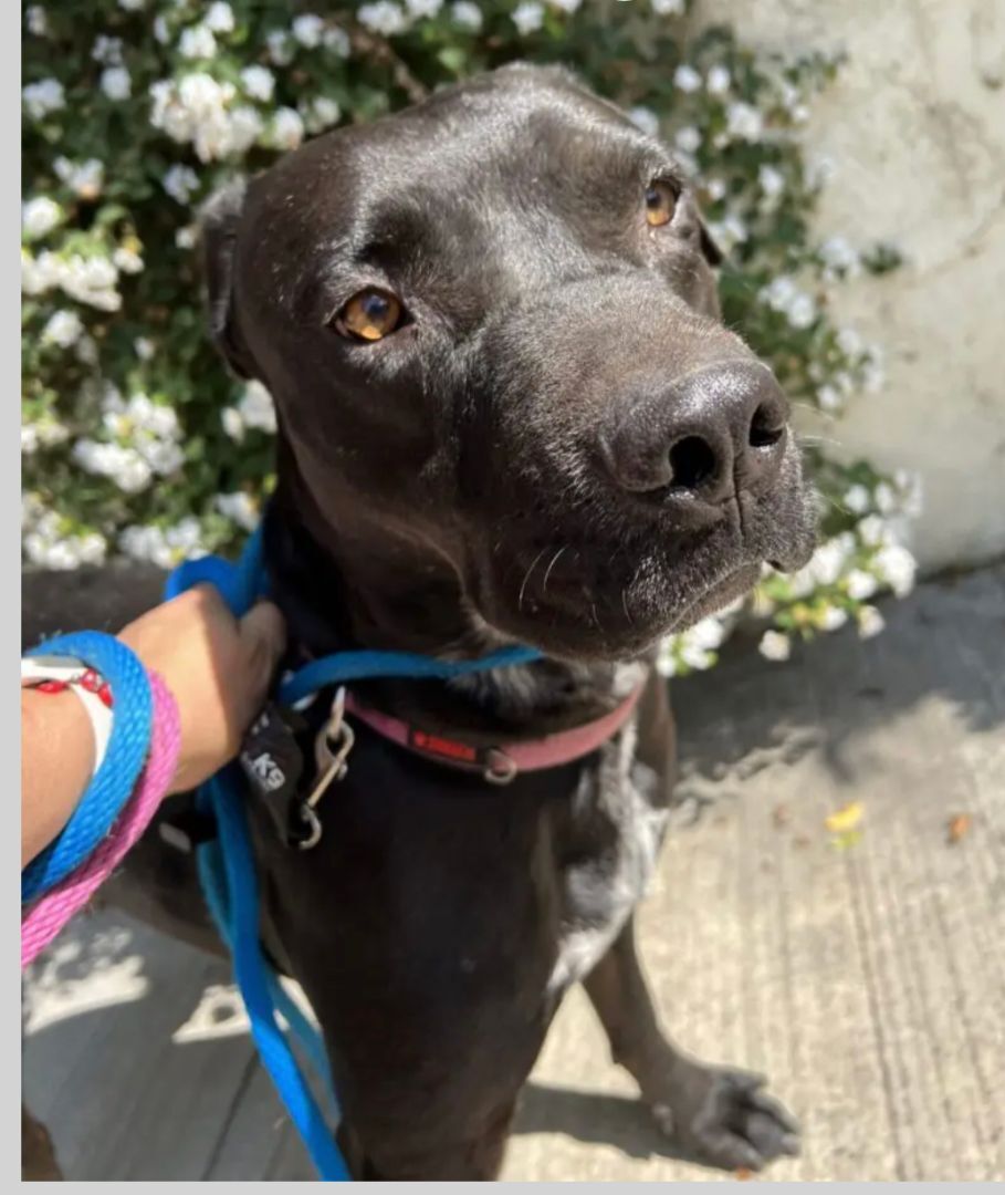Corazon, an adoptable Black Labrador Retriever, Pit Bull Terrier in woodland hills, CA, 91364 | Photo Image 3