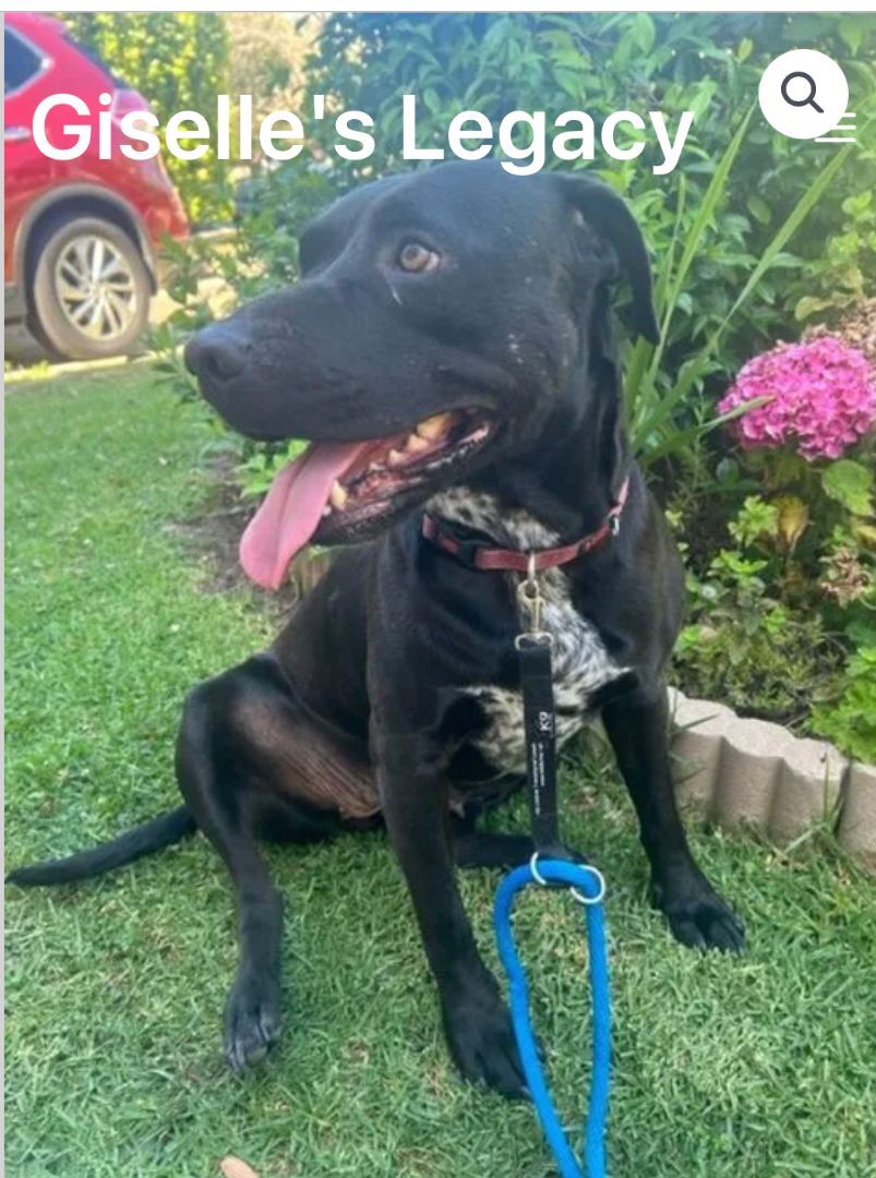 Corazon, an adoptable Black Labrador Retriever, Pit Bull Terrier in woodland hills, CA, 91364 | Photo Image 5