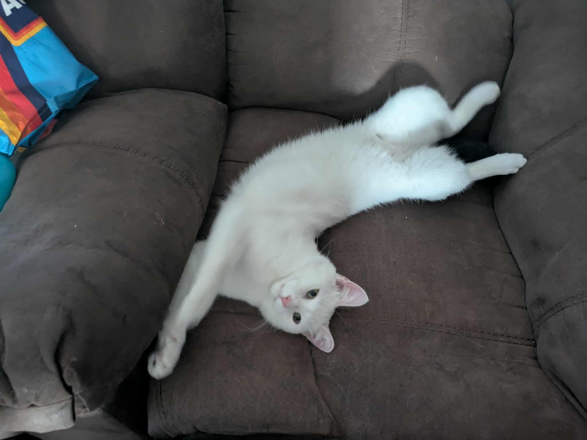 Nimbus, Adult Male unknown