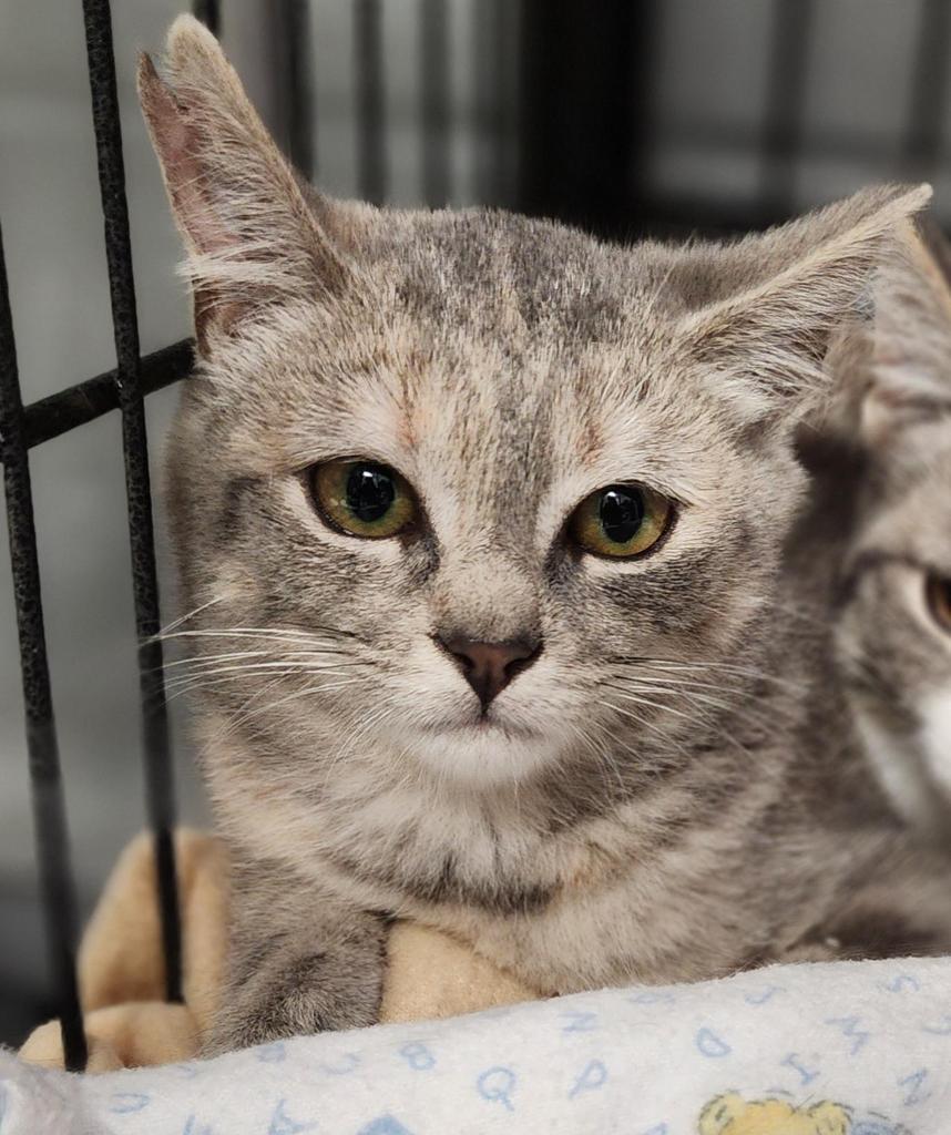 Minnie, Adoptable, Adult Female Domestic Short Hair.