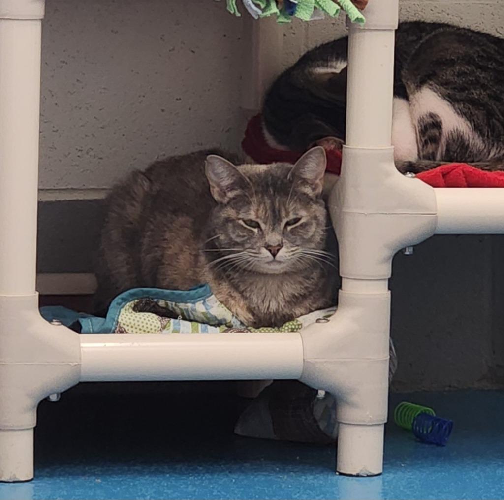 Minnie, a Adoptable mixed breed in Muskegon, MI image 3/6