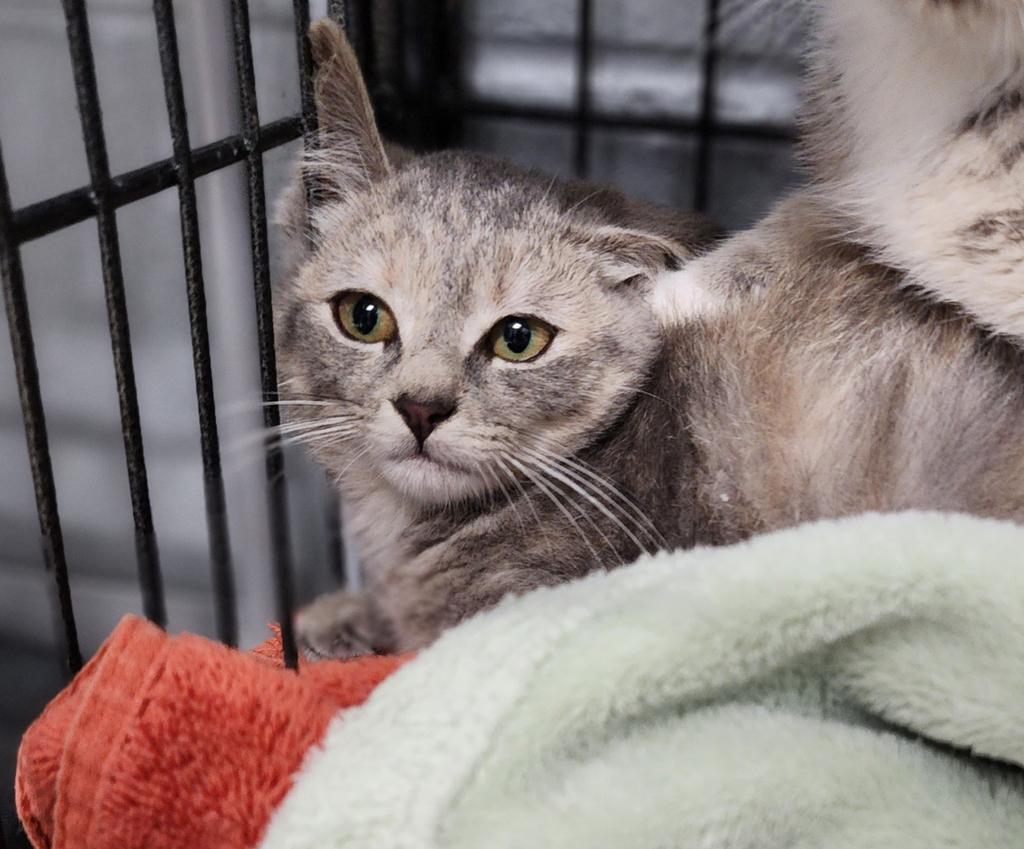 Enlarge Minnie, a Adoptable mixed breed in Muskegon, MI image 2/6