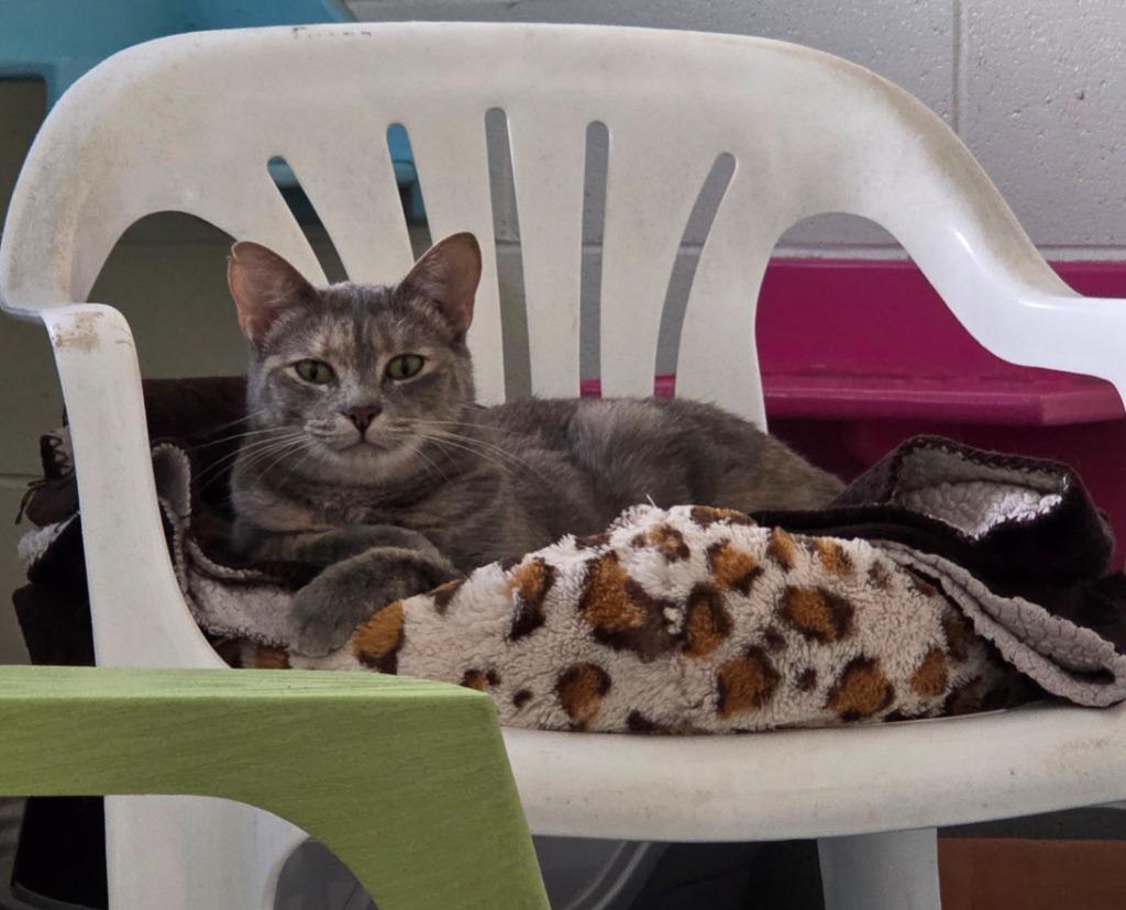 Enlarge Minnie, a Adoptable mixed breed in Muskegon, MI image 3/6