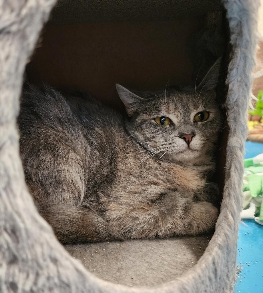 Enlarge Minnie, a Adoptable mixed breed in Muskegon, MI image 4/6