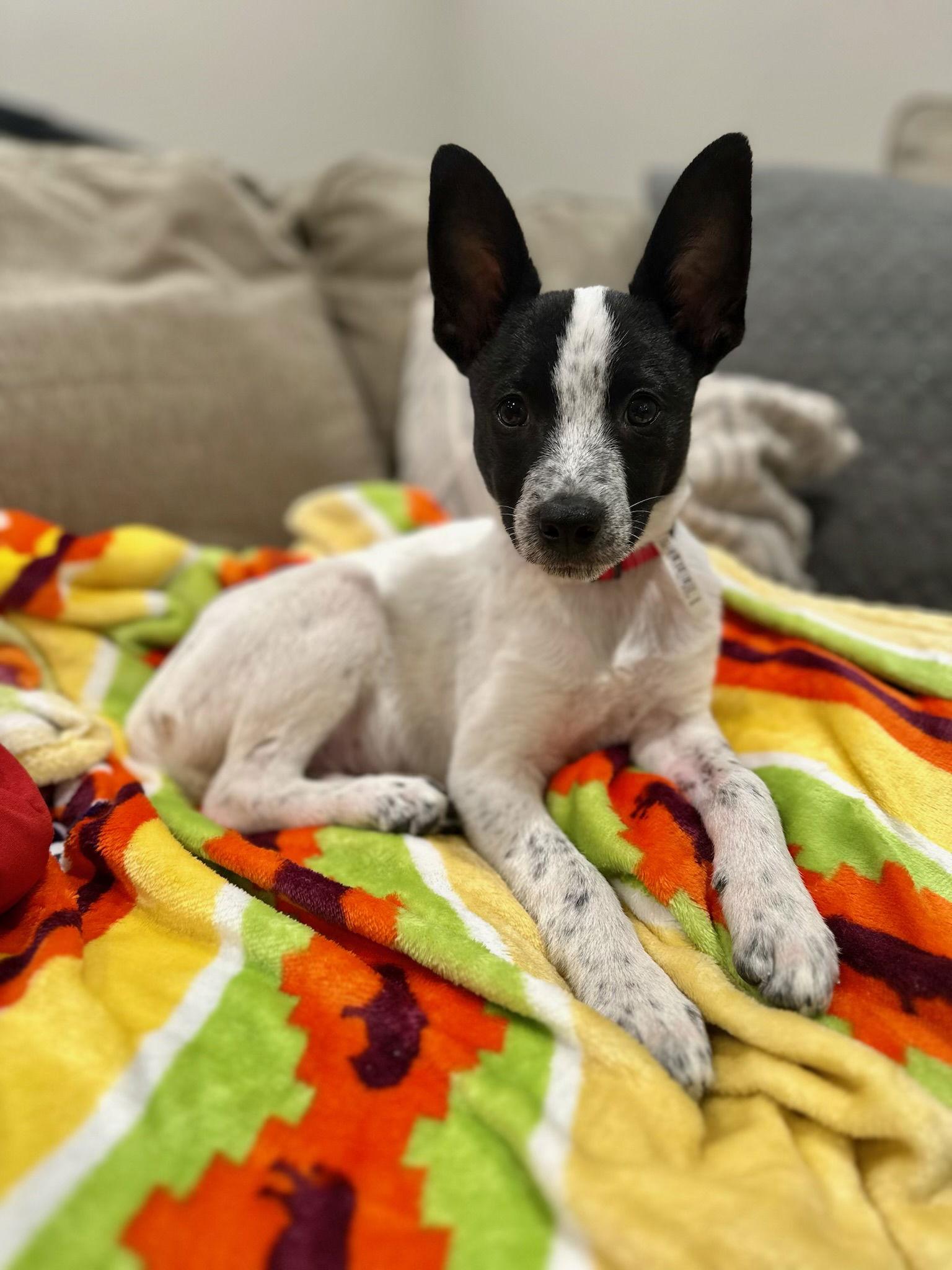 Enlarge Lovelace(now Coda) -The Happy Feet Litter, a Adopted mixed breed in Mattoon, IL image 2/3