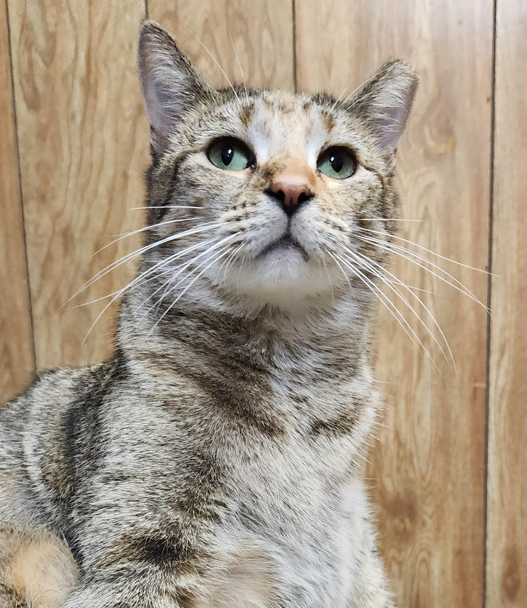 Enlarge Honey, a ADOPTABLE Torbie in Linden, NJ image 2/6