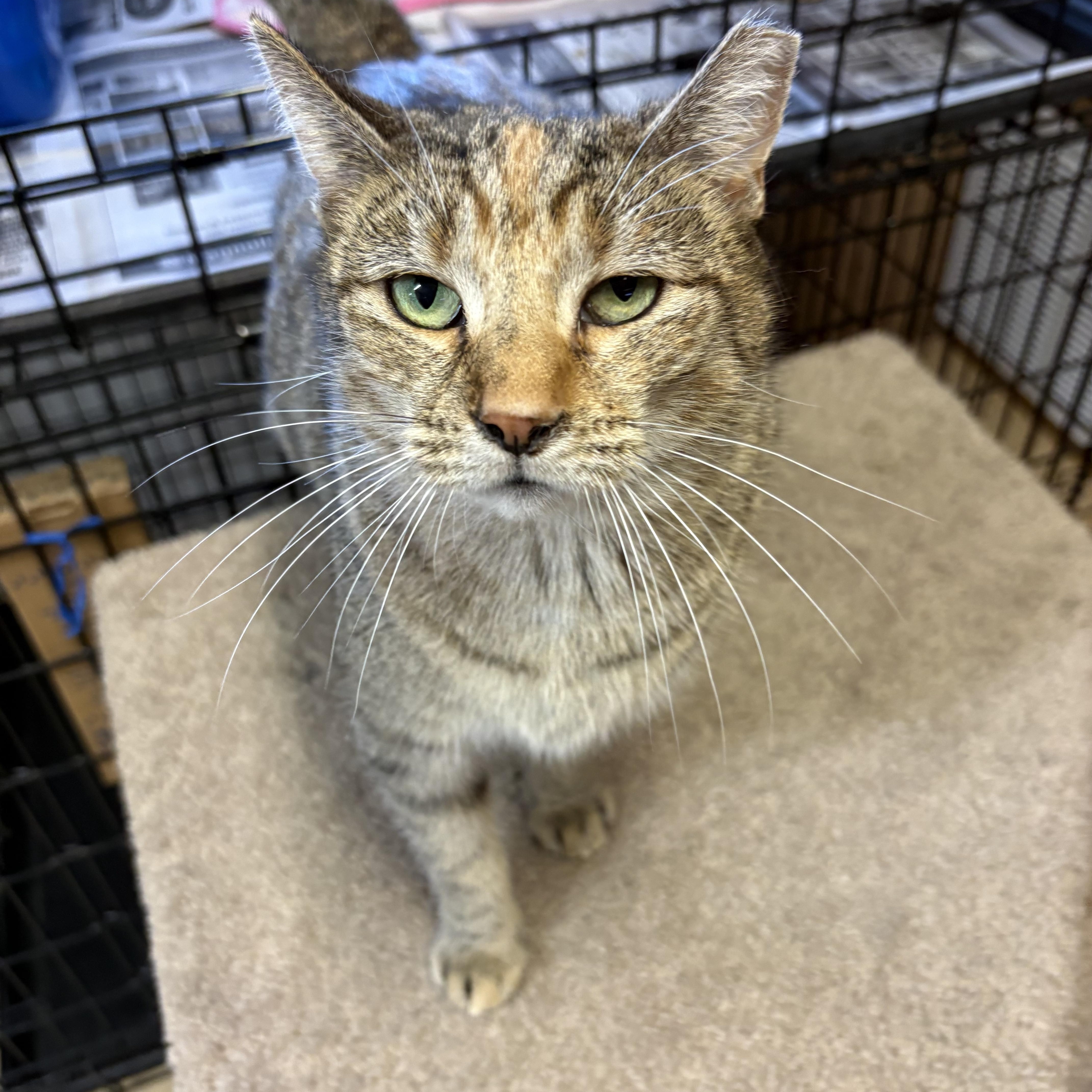 Honey, ADOPTABLE, Young Female Torbie.