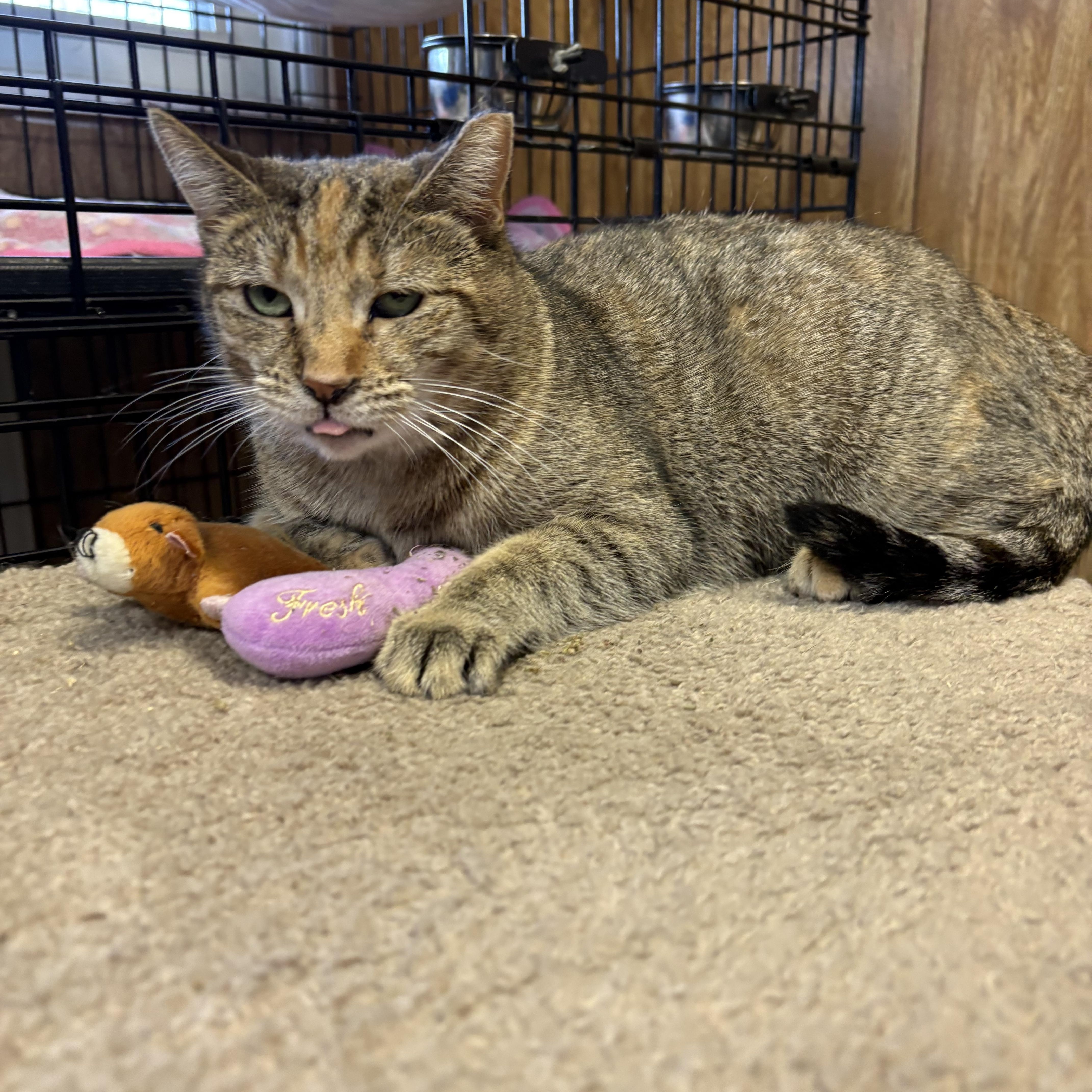 Enlarge Honey, a ADOPTABLE Torbie in Linden, NJ image 2/5