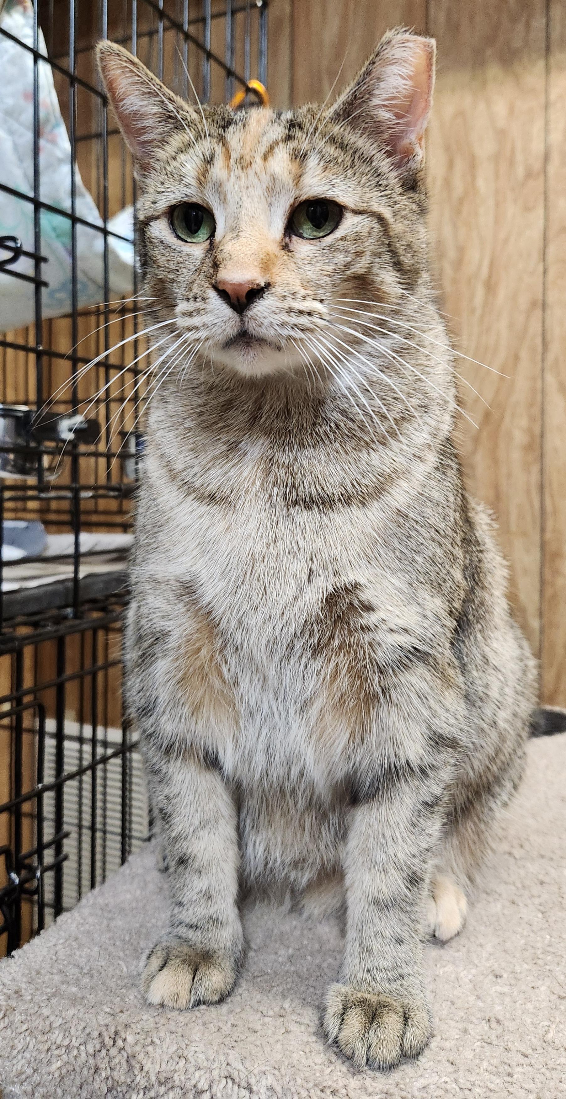 Enlarge Honey, a ADOPTABLE Torbie in Linden, NJ image 3/6