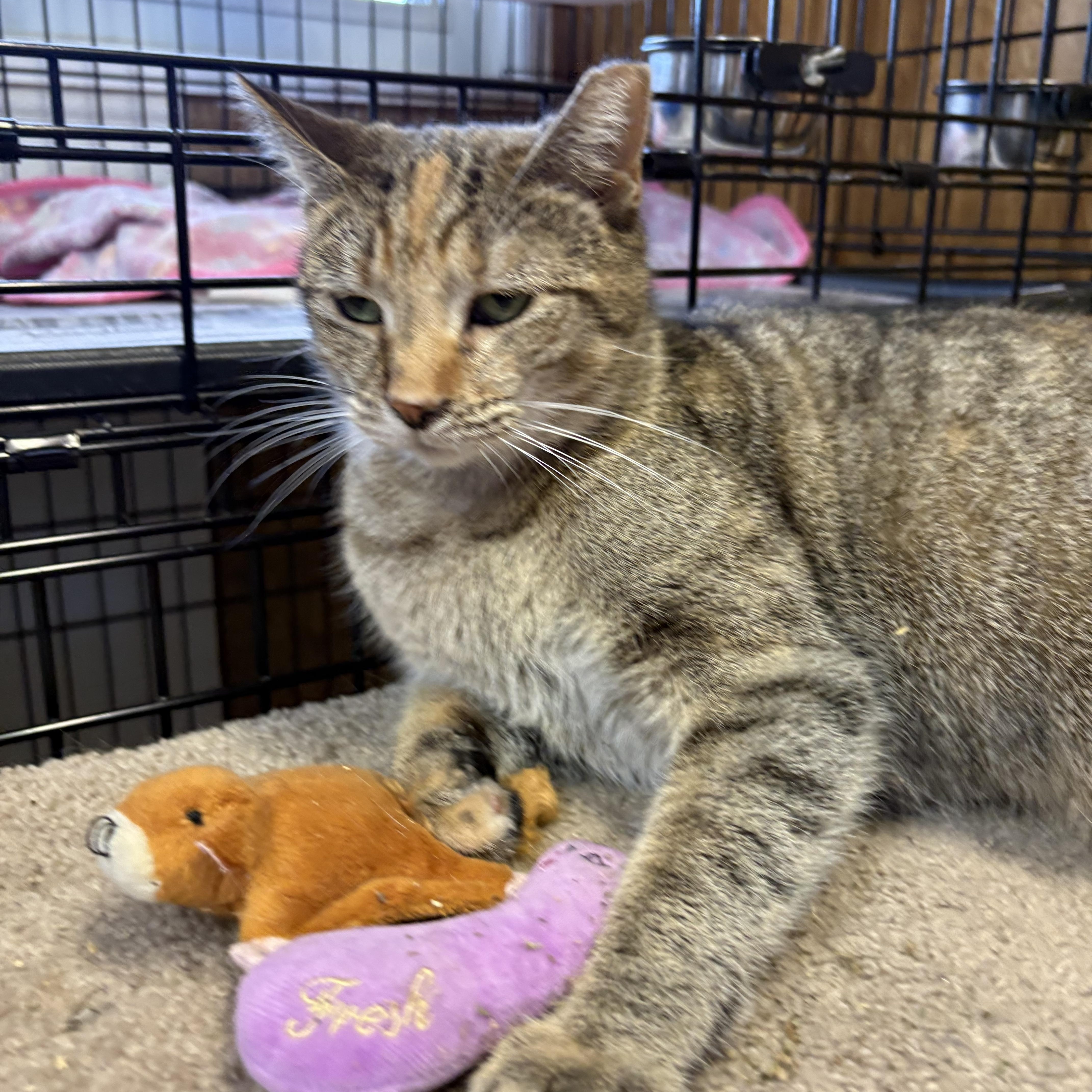 Enlarge Honey, a ADOPTABLE Torbie in Linden, NJ image 3/5