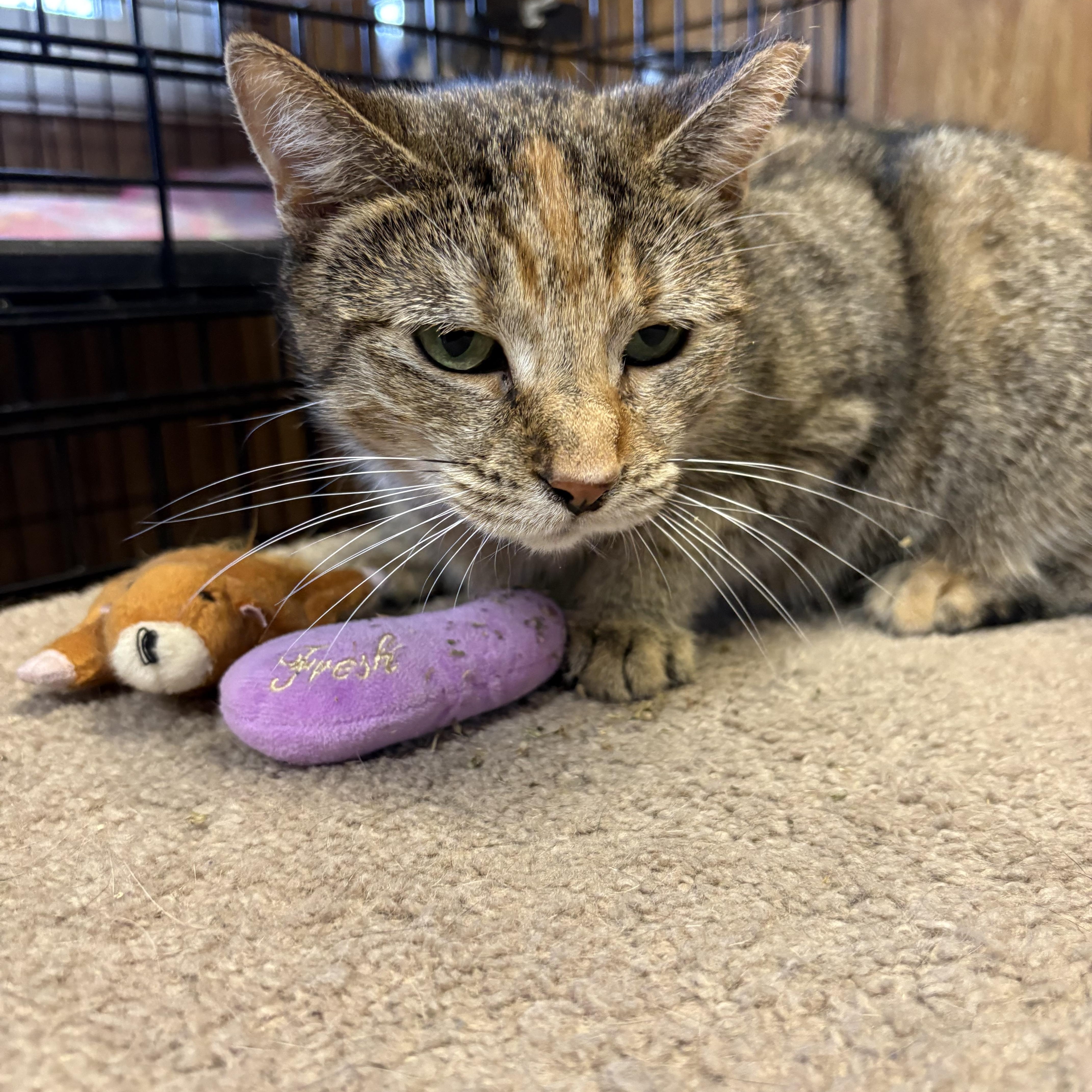 Enlarge Honey, a ADOPTABLE Torbie in Linden, NJ image 5/5