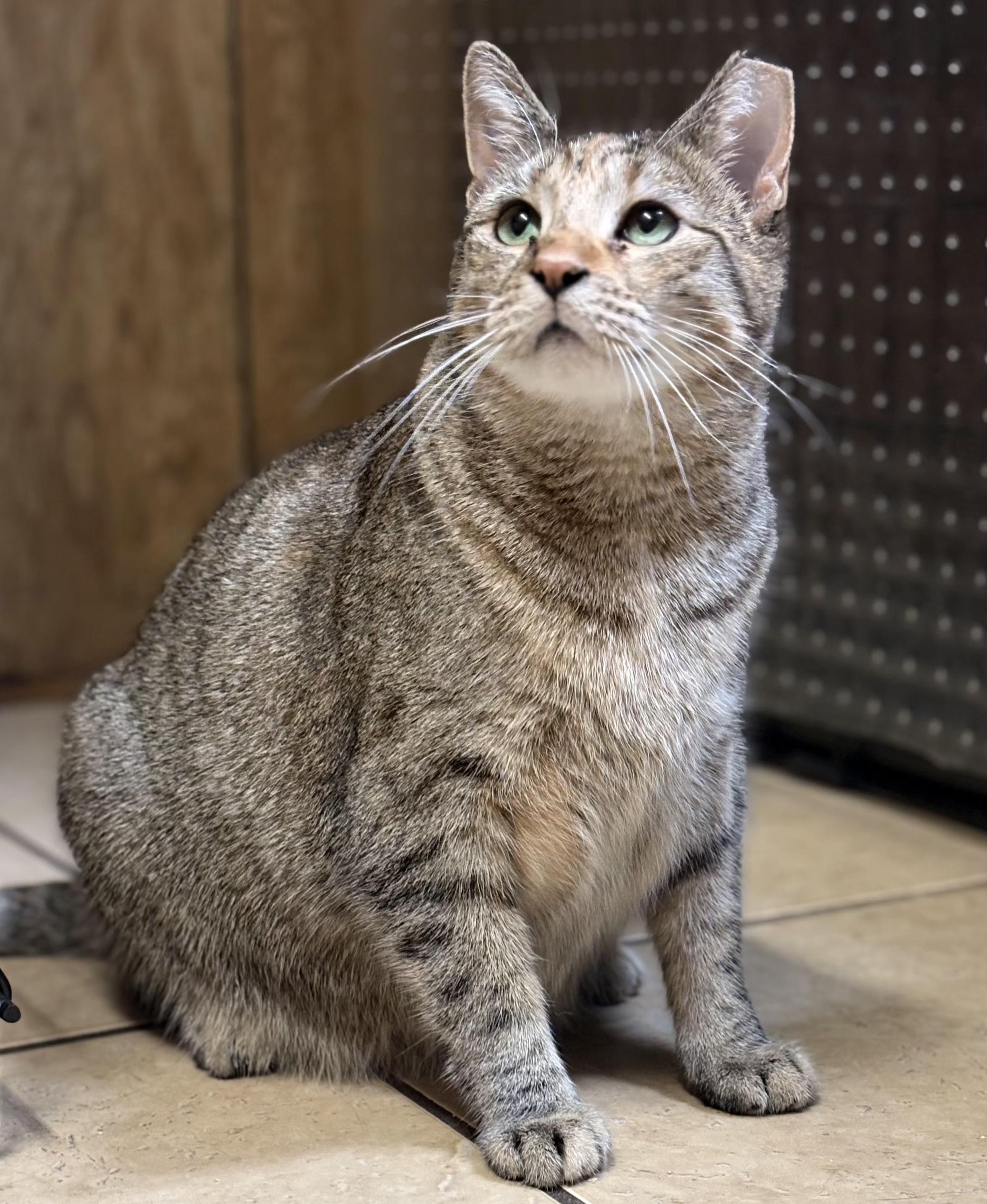 Enlarge Honey, a ADOPTABLE Torbie in Linden, NJ image 1/6