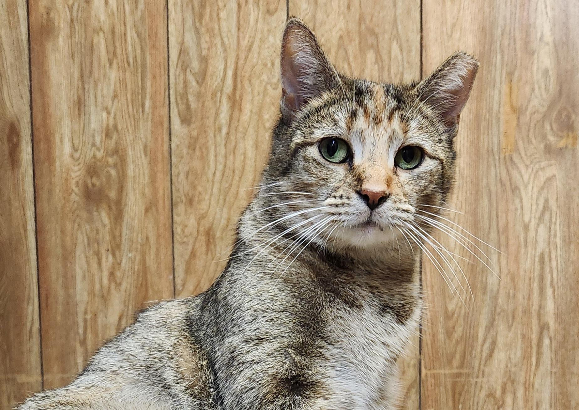 Enlarge Honey, a ADOPTABLE Torbie in Linden, NJ image 4/6