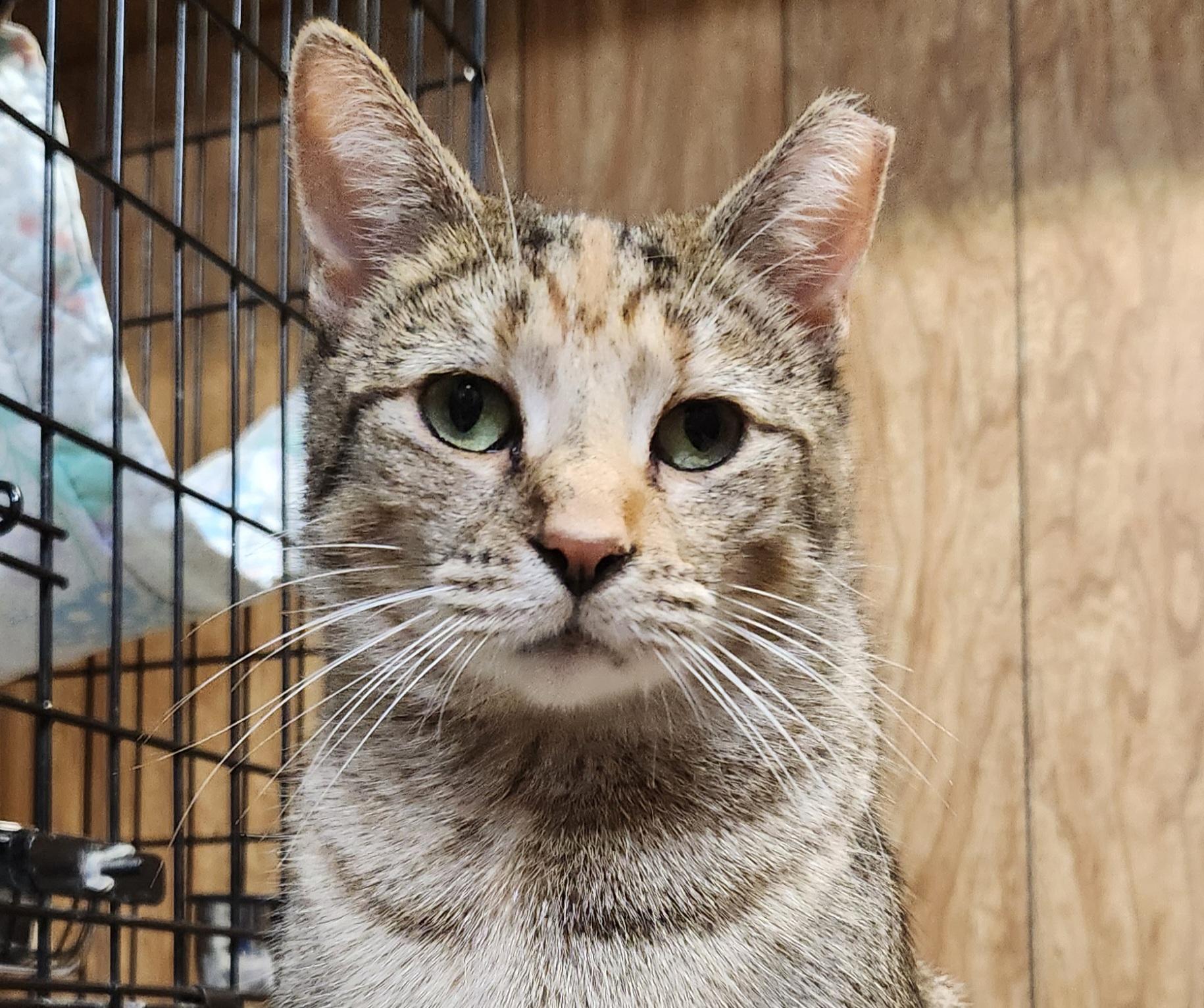 Enlarge Honey, a ADOPTABLE Torbie in Linden, NJ image 1/6