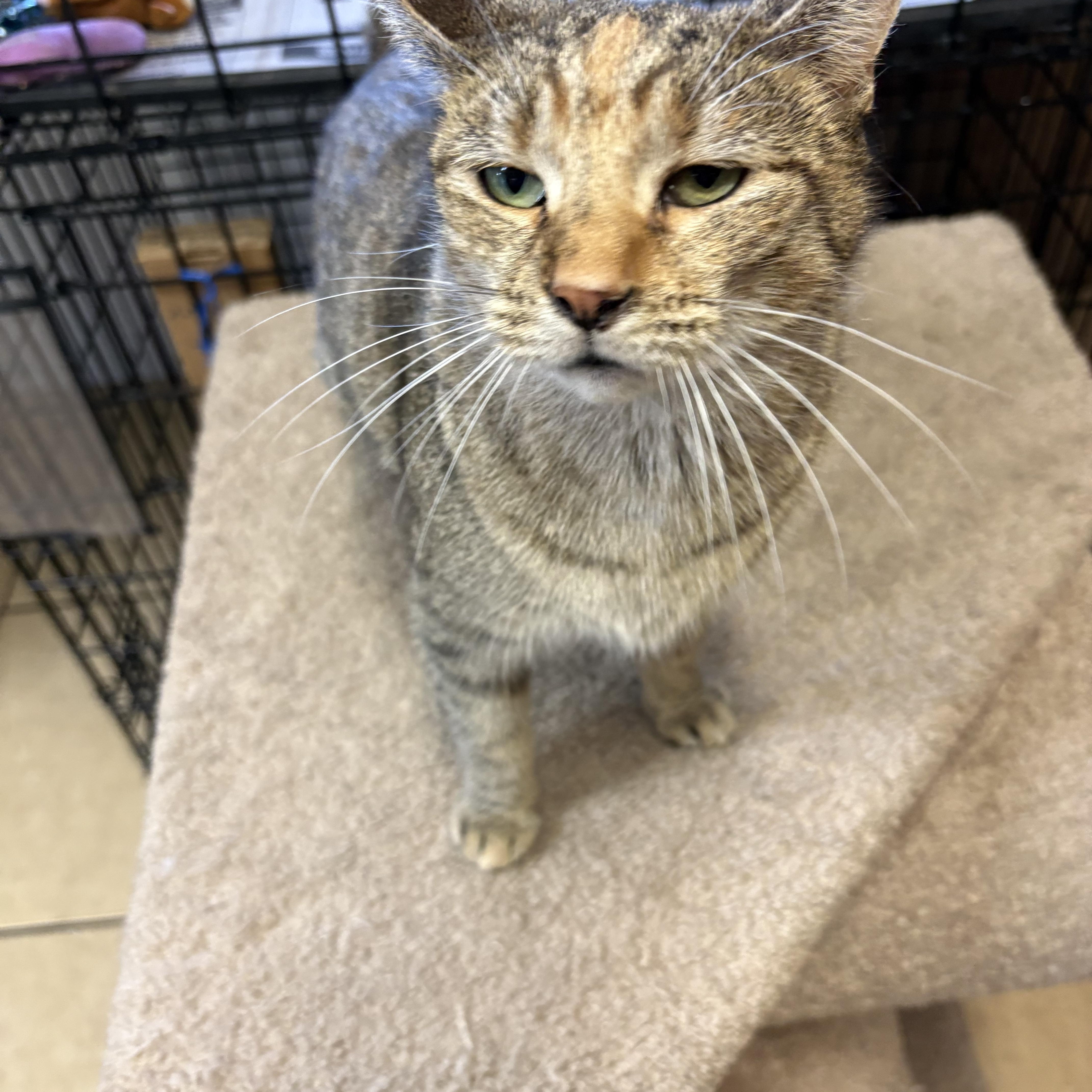Enlarge Honey, a ADOPTABLE Torbie in Linden, NJ image 4/5