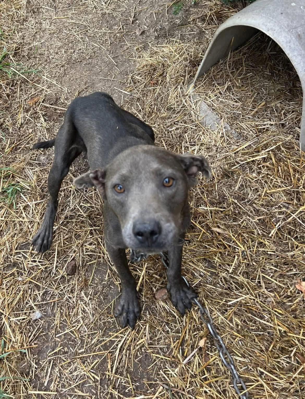 Enlarge Belle, a ADOPTABLE mixed breed in White Lake, MI image 6/6