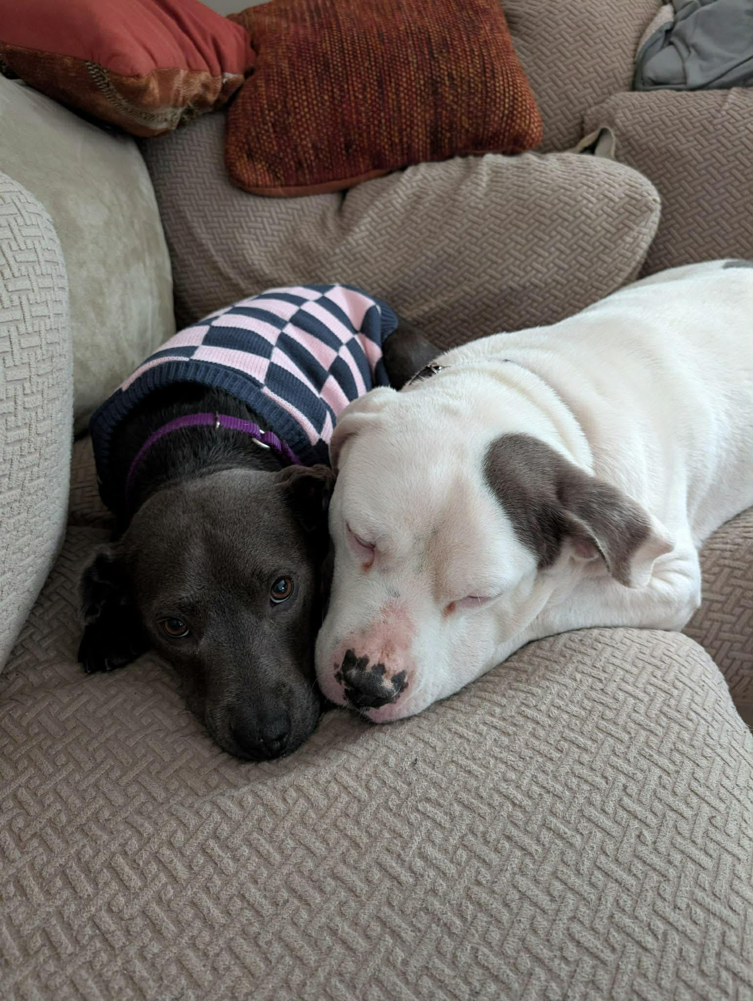 Enlarge Belle, a ADOPTABLE mixed breed in White Lake, MI image 5/6