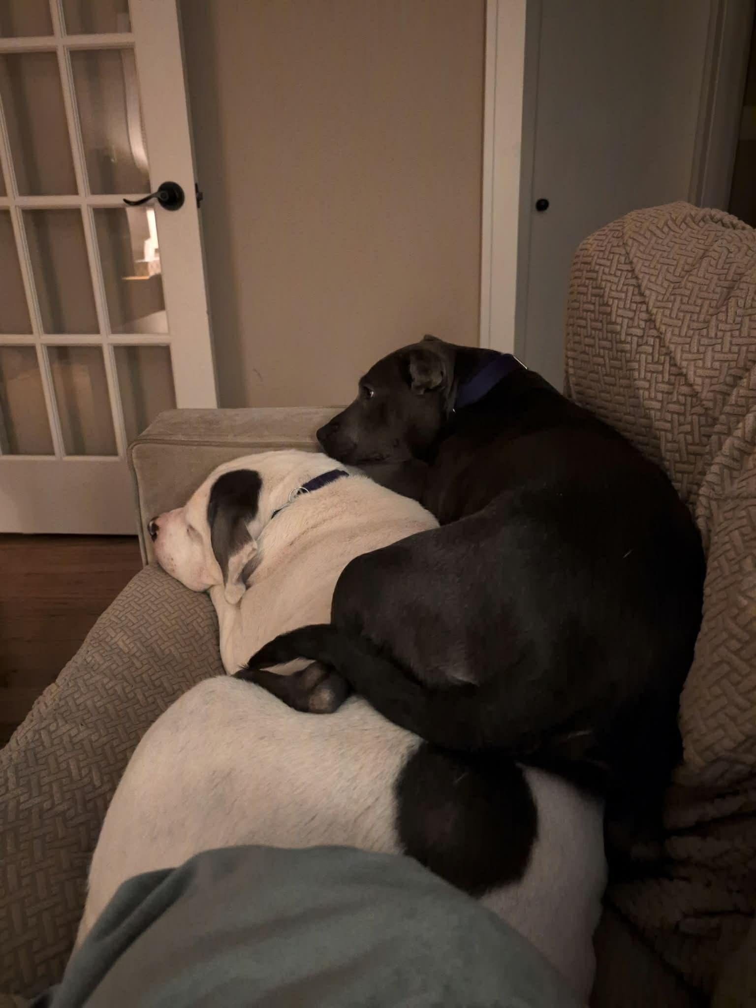 Enlarge Belle, a ADOPTABLE mixed breed in White Lake, MI image 4/6